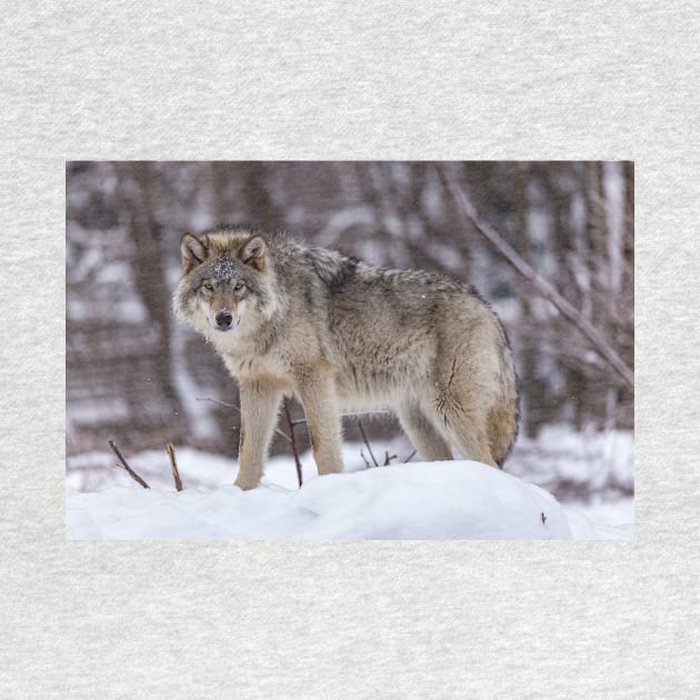 Timber wolf in winter by josefpittner